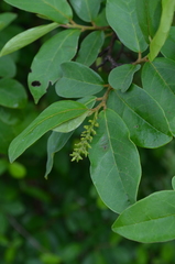 Antidesma venosum