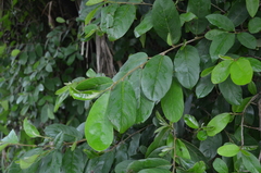 Antidesma venosum