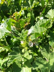 Malva parviflora image