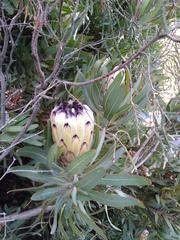 Protea burchellii × laurifolia