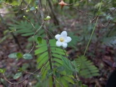 Mostuea brunonis