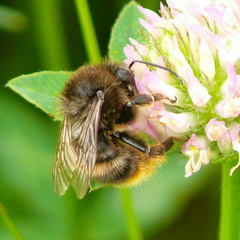 Bombus ruderarius