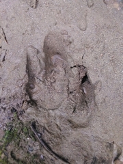 Tapirus terrestris