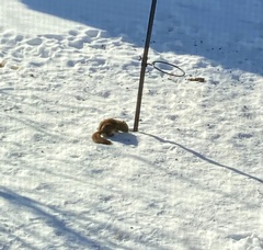 Tamiasciurus hudsonicus