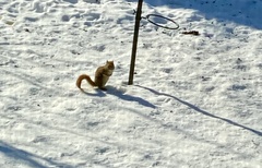 Tamiasciurus hudsonicus