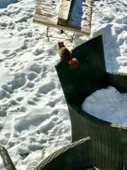 Tamiasciurus hudsonicus