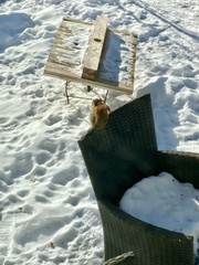 Tamiasciurus hudsonicus