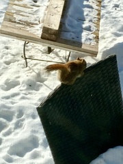 Tamiasciurus hudsonicus