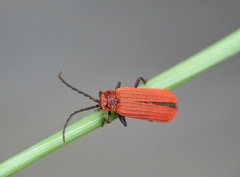 Lopheros rubens