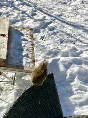 Tamiasciurus hudsonicus