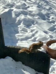 Tamiasciurus hudsonicus