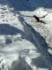 Tamiasciurus hudsonicus