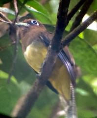 Trogon rufus