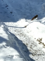 Tamiasciurus hudsonicus