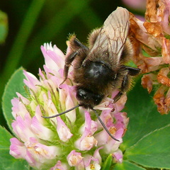 Bombus ruderarius