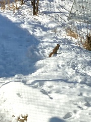 Tamiasciurus hudsonicus