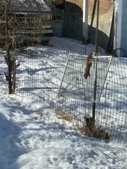 Tamiasciurus hudsonicus