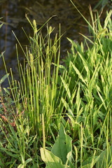 Carex neurocarpa