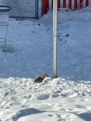 Tamiasciurus hudsonicus