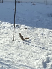 Tamiasciurus hudsonicus