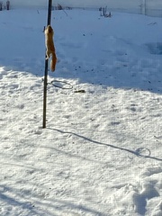 Tamiasciurus hudsonicus