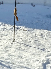 Tamiasciurus hudsonicus