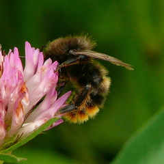 Bombus ruderarius