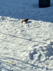 Tamiasciurus hudsonicus