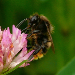 Bombus ruderarius