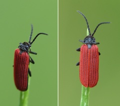 Pyropterus nigroruber