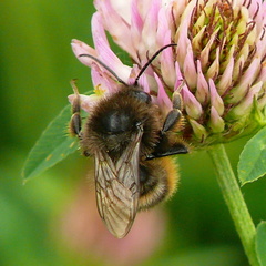 Bombus ruderarius