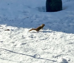 Tamiasciurus hudsonicus