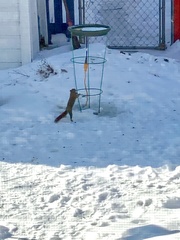 Tamiasciurus hudsonicus