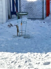 Tamiasciurus hudsonicus