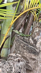 Anolis extremus