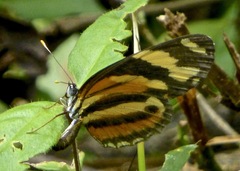 Eresia eunice mechanitis