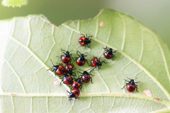 Tectocoris diophthalmus