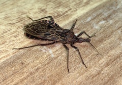 Triatoma dispar