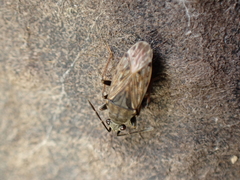 Peritrechus gracilicornis