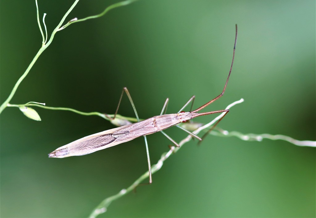 Mutusca prolixa