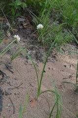 Cyperus angolensis
