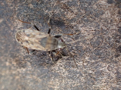 Peritrechus gracilicornis