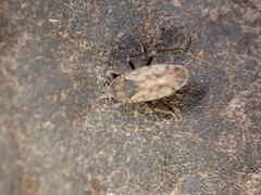 Peritrechus gracilicornis