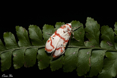 Cyana hamata