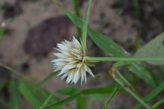 Cyperus angolensis