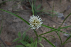 Cyperus angolensis