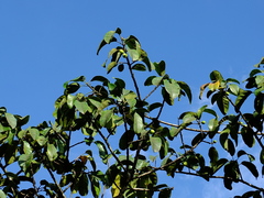 Ficus pakkensis