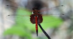 Tramea eurybia