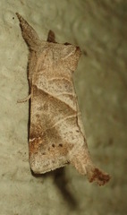 Clostera inclusa