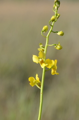 Eulophia speciosa